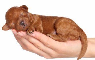 red Maltipoo newborn puppy